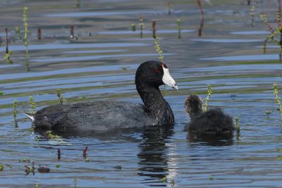 American Coot feeding young