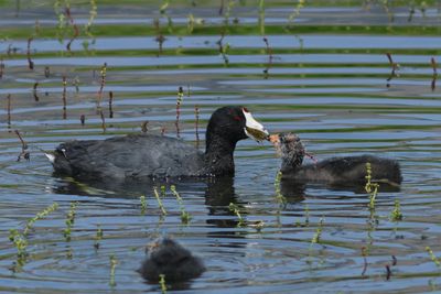 American Coot feeding young