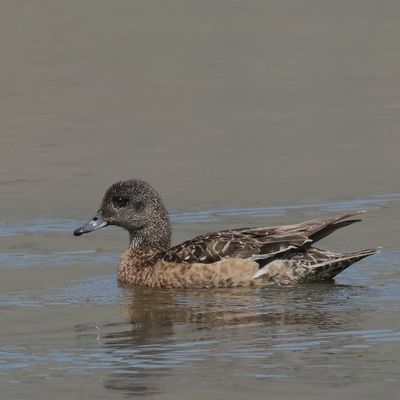 American Wigeon  ♀