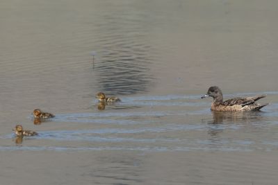 American Wigeon  ♂ with chicks