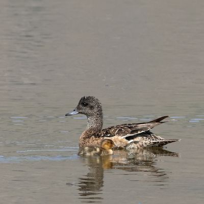 American Wigeon