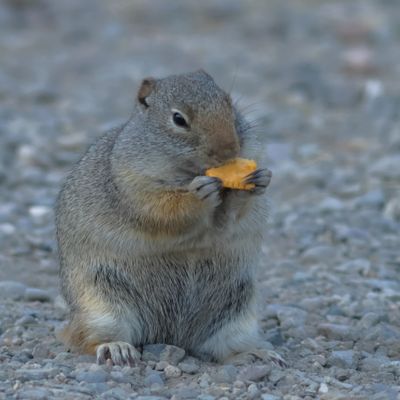 Uinta Ground Squirrel