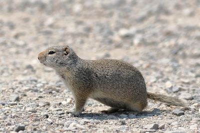 Uinta Ground Squirrel
