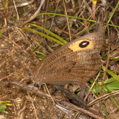 Common Wood-Nymph