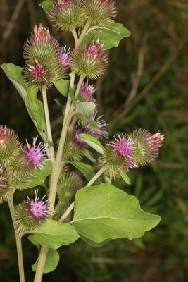 Arctium minus * Lesser Burdock