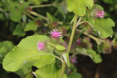 Arctium minus * Lesser Burdock