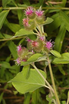 Arctium minus * Lesser Burdock