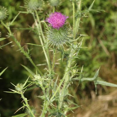 Cirsium vulgare * Bull Thistle
