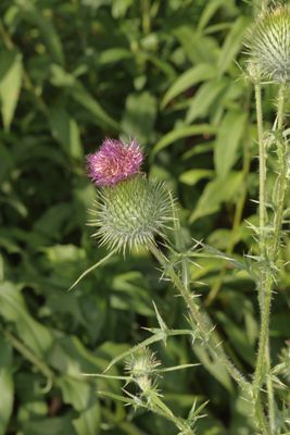 Cirsium vulgare * Bull Thistle