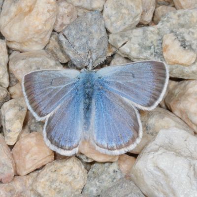 Greenish Blue ♂