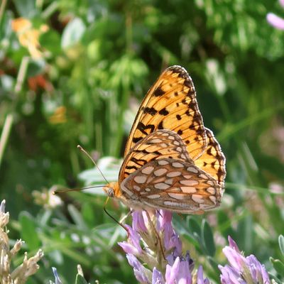 Zerene Fritillary ?