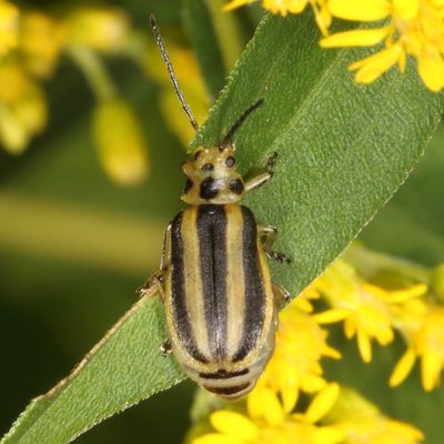 Trirhabda canadensis * Goldenrod Leaf Beetle