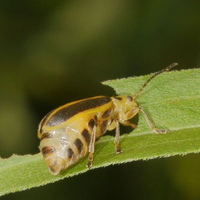 Trirhabda canadensis * Goldenrod Leaf Beetle