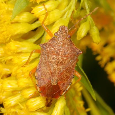 Genus Podisus