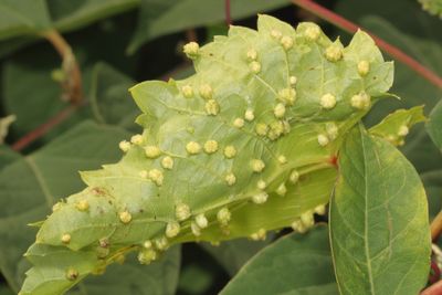 Daktulosphaira vitifoliae * Grape Phylloxera