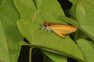 Least Skipper