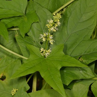 Echinocystis lobata * Wild Cucumber