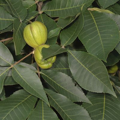 Carya ovata * Shagbark Hickory