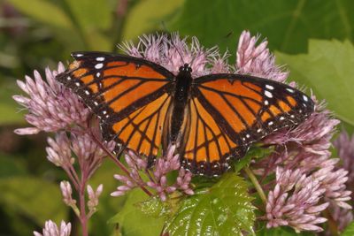 Viceroy