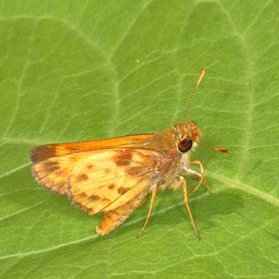 Zabulon Skipper ♂