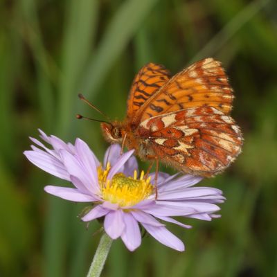 Arctic Fritillary