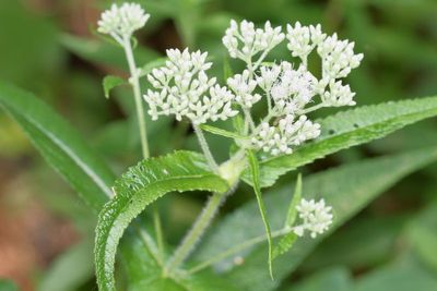Eupatorium perfoliatum * Common Boneset