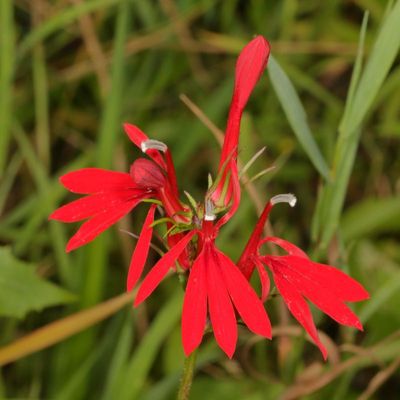 Lobelia cardinalis * Cardinal Flower