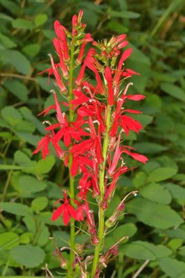 Lobelia cardinalis * Cardinal Flower