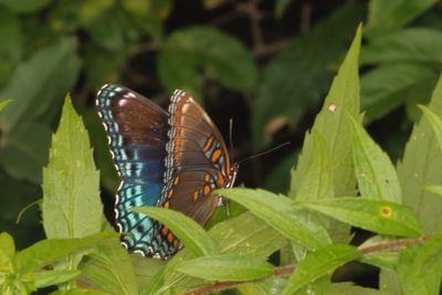 Red-Spotted Purple
