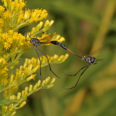 Subfamily Toxophorinae