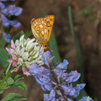 Western Arctic Skipper
