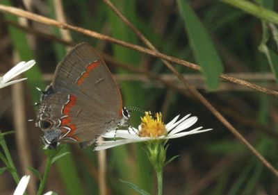 Red-banded Hairstreak