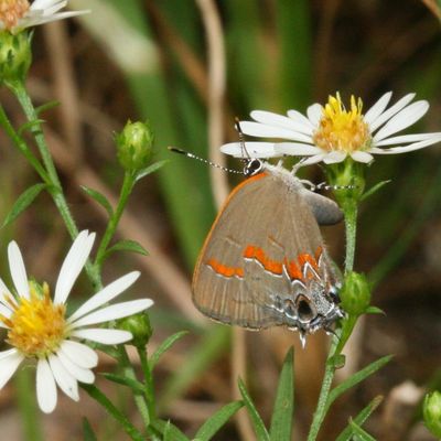 Red-banded Hairstreak