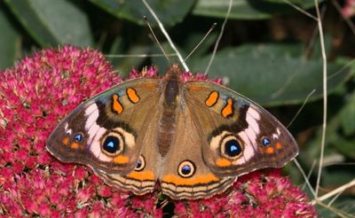 Common Buckeye