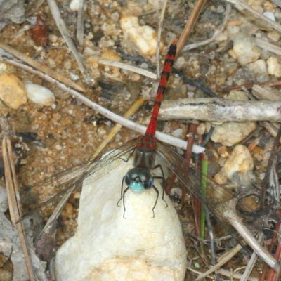 Blue-faced Meadowhawk