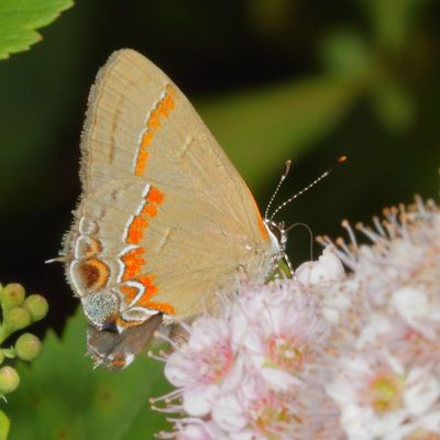 Red-banded Hairstreak
