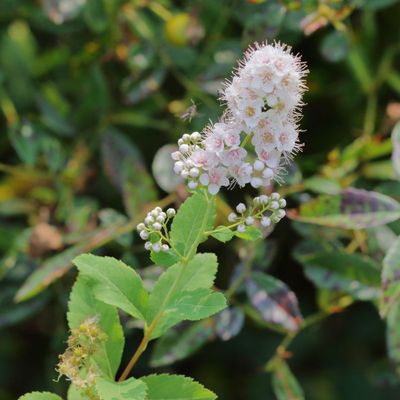 Spiraea alba * White Meadowsweet