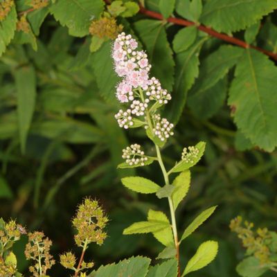 Spiraea alba * White Meadowsweet
