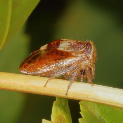 Stictocephala diceros * Two-horned Treehopper