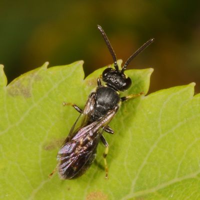 Hylaeus modestus modestus * Modest Masked Bee