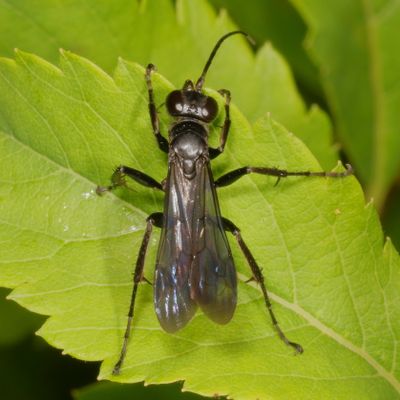 Family Pompilidae * Spider Wasps
