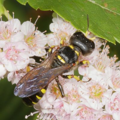 Ectemnius maculosus
