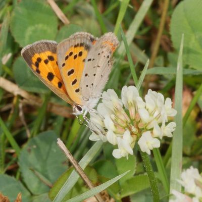 American Copper