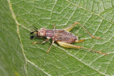 Phyllopalpus pulchellus nymph  ♀