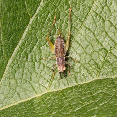 Phyllopalpus pulchellus nymph  ♀