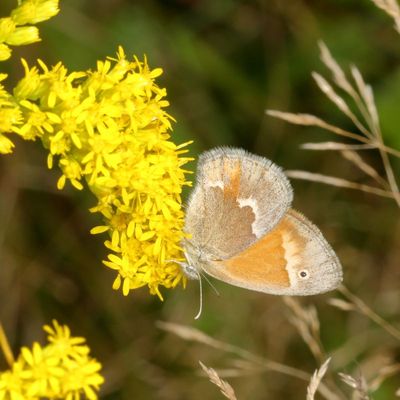 Common Ringlet