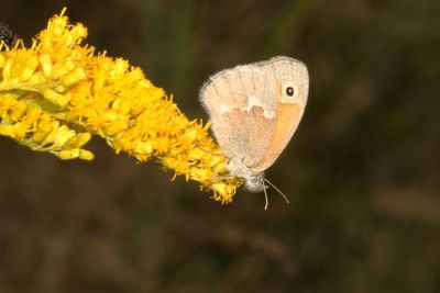 Common Ringlet