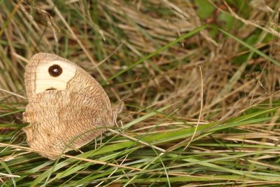 Common Wood-Nymph