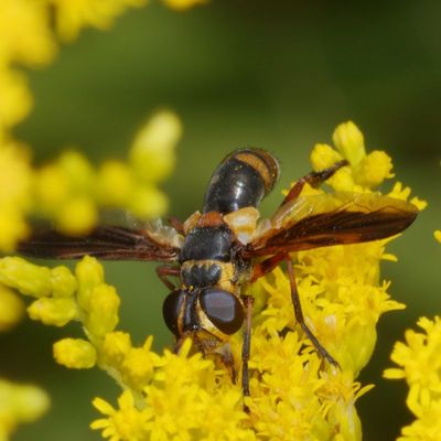 Trichopoda plumipes