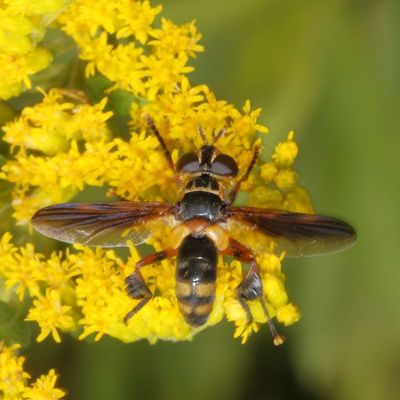 Trichopoda plumipes